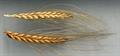 Triticum dicoccum